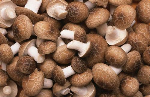 贺州市香菇价格，大量批发香菇，园林绿化苗木批发