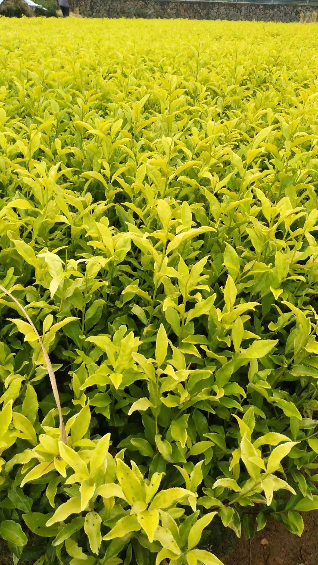 安微黄金芽茶苗种植基地、批发、价格、大量供应【福安市农丰种植合作社】