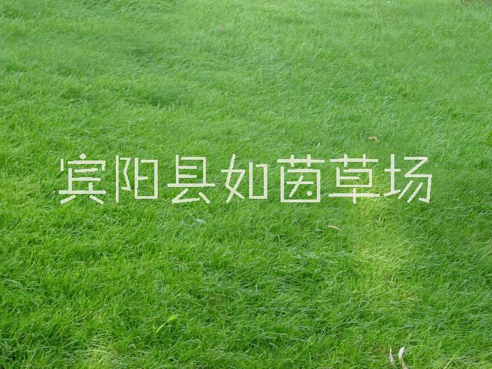 广西马尼拉草坪基地厂家、供应商、自产自销【宾阳县如茵草场】图片