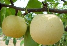 常年供应各种型号优质 河北赵州黄冠梨，新鲜黄冠梨
