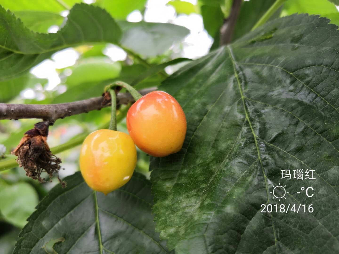 泰州市玛瑙红樱桃厂家