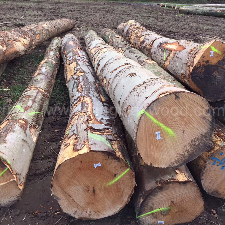 金威木业 进口木材 实木 原木 枫木 硬枫 欧洲枫木 木材 原材料 乐器材 金威木业 进口实木 原木 枫木图片