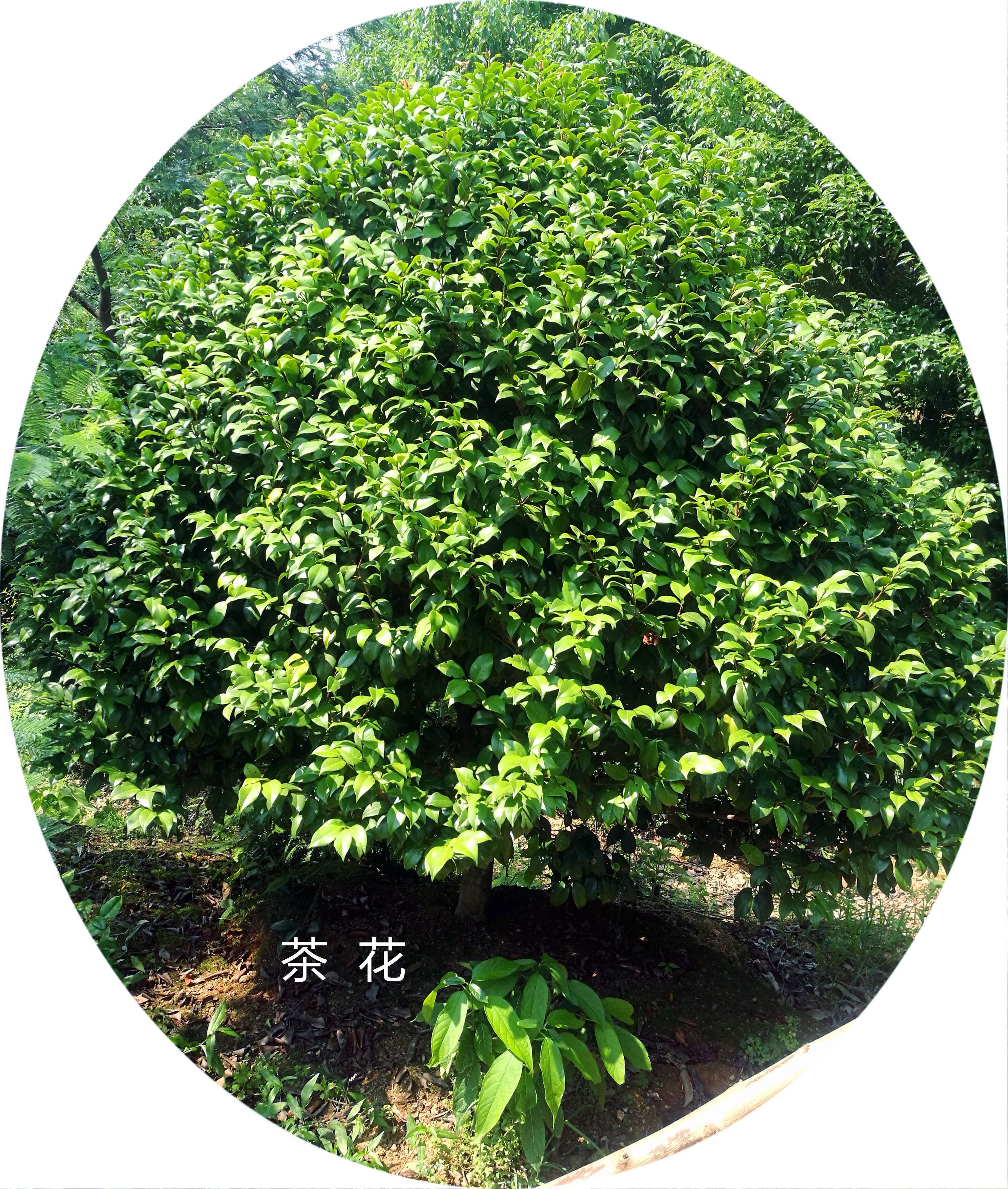 【茶树价格】茶树种植基地_茶树批发_茶树报价