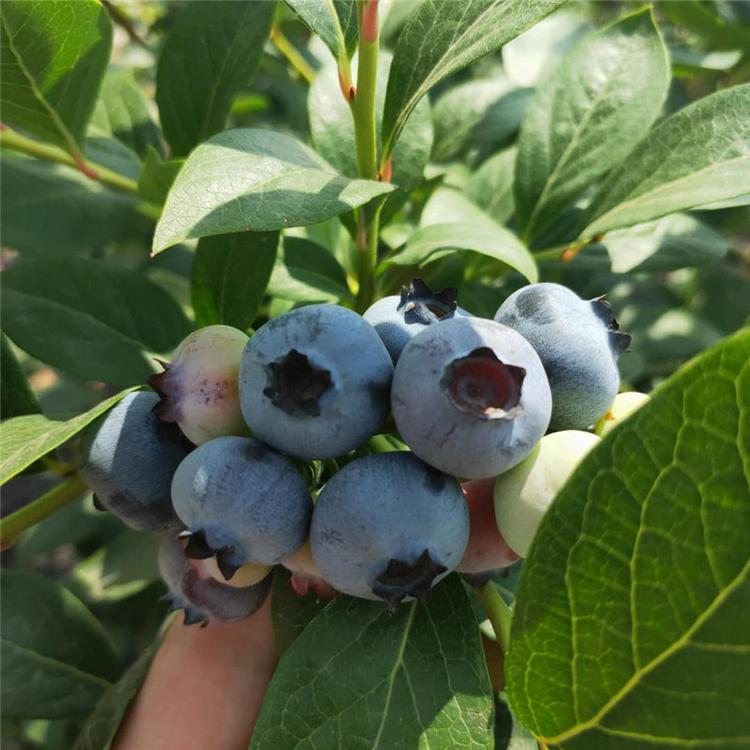 蓝莓苗有哪些品种 ，适合南方种植的蓝莓品种图片