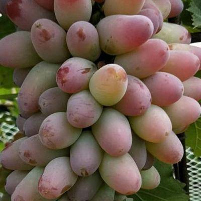 吉林出售郁金香葡萄苗 酿酒葡萄苗 占地葡萄苗 建园葡萄苗图片