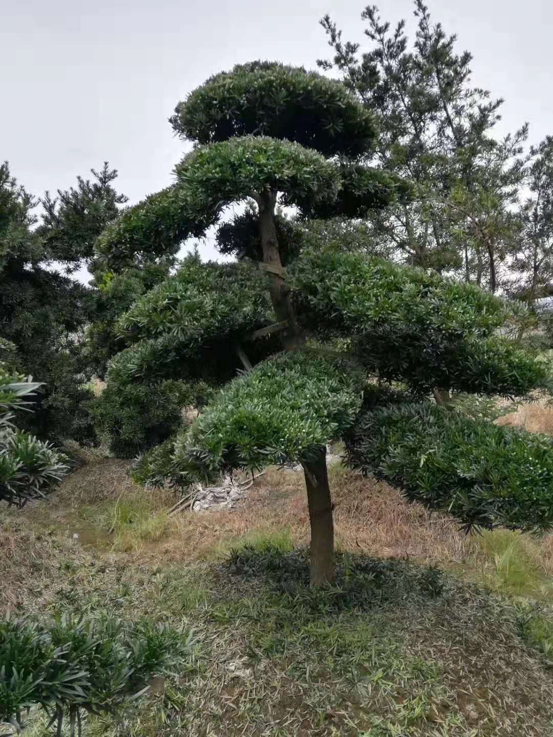 湖南造型罗汉松批发、价格、供应商【浏阳市荣昇苗木种植专业合作社】图片