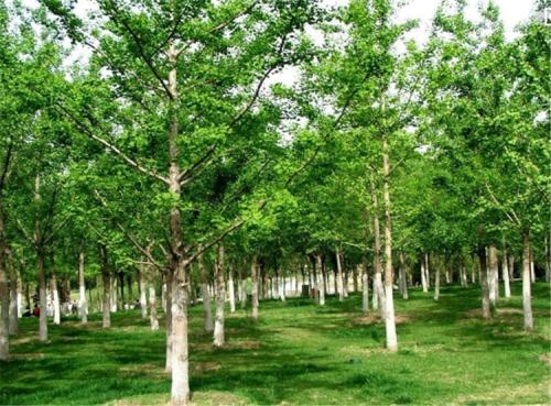 无锡市银杏种植基地 17公分银杏价格 优质绿化树苗批发