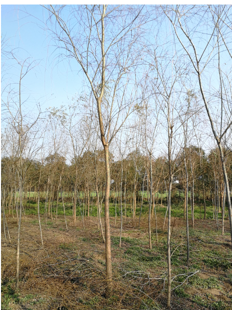 南京市垂杨批发 垂杨种植基地 园林专用绿化苗木