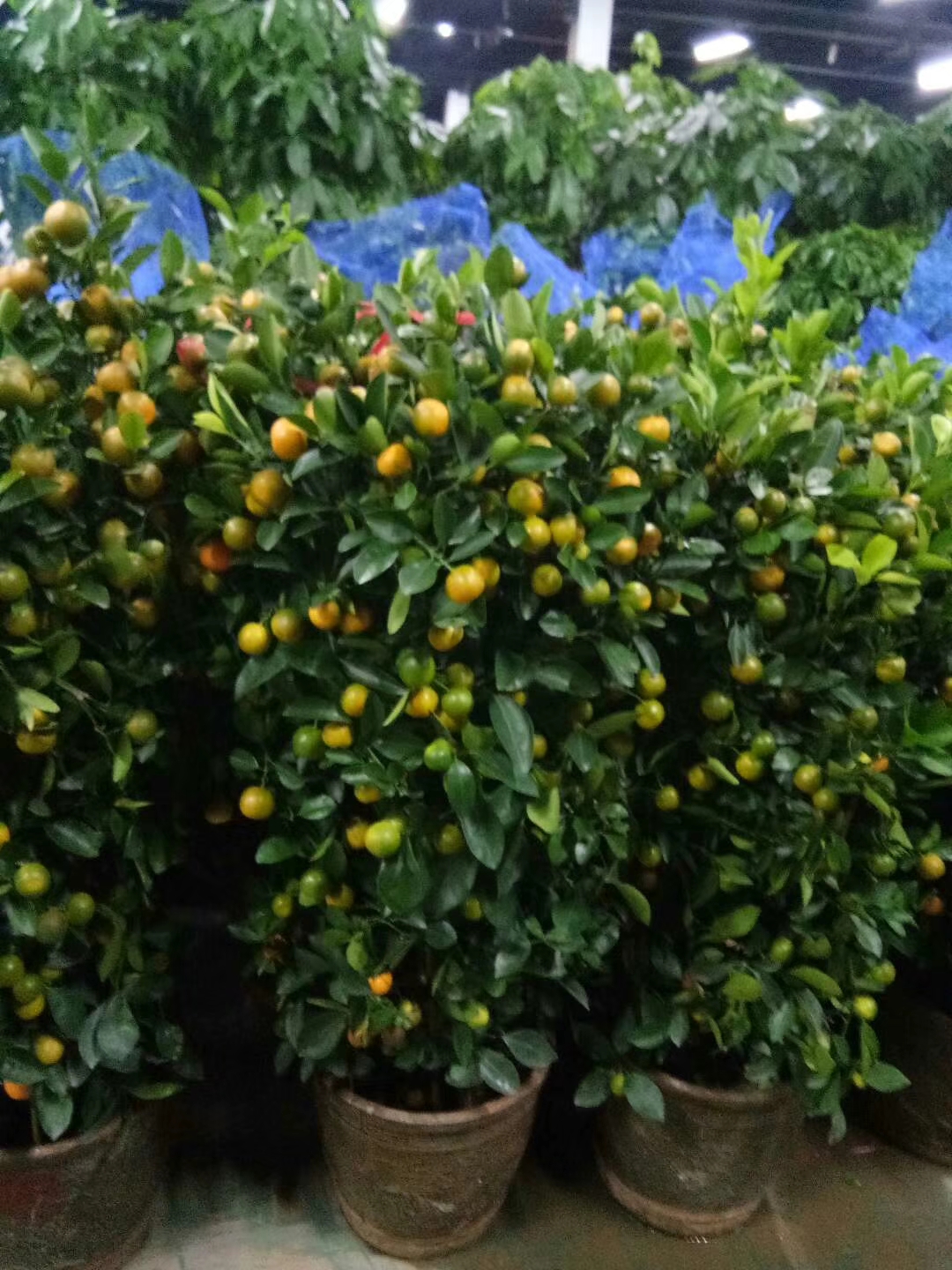 北京卖金桔树买金橘树的地方