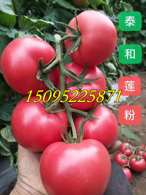 泰和莲粉番茄种子苗价格釜山88樱桃番茄千禧小西红柿批发零售图片