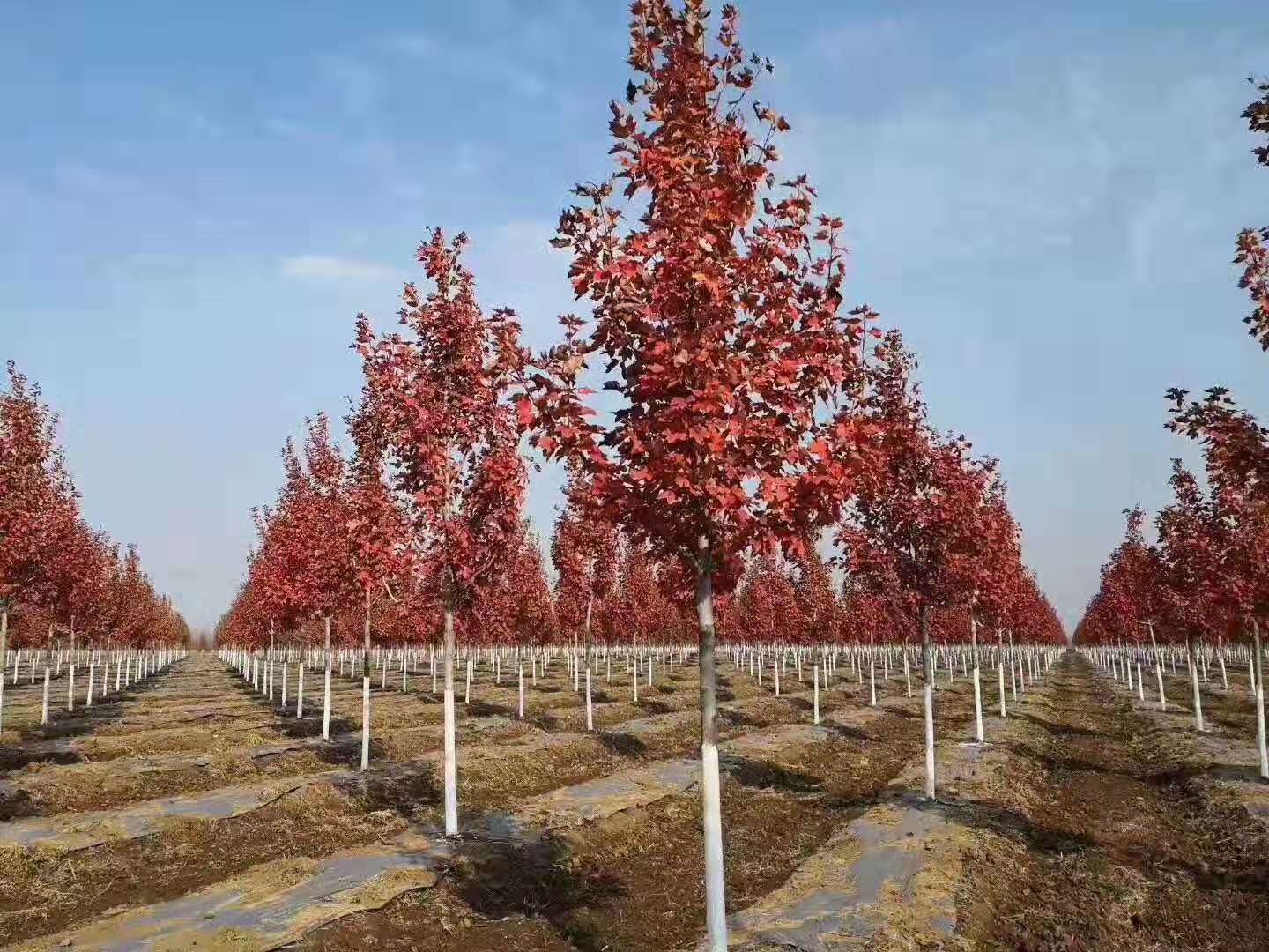 邛崃市景观美国红枫批发基地  美国红枫品种价格
