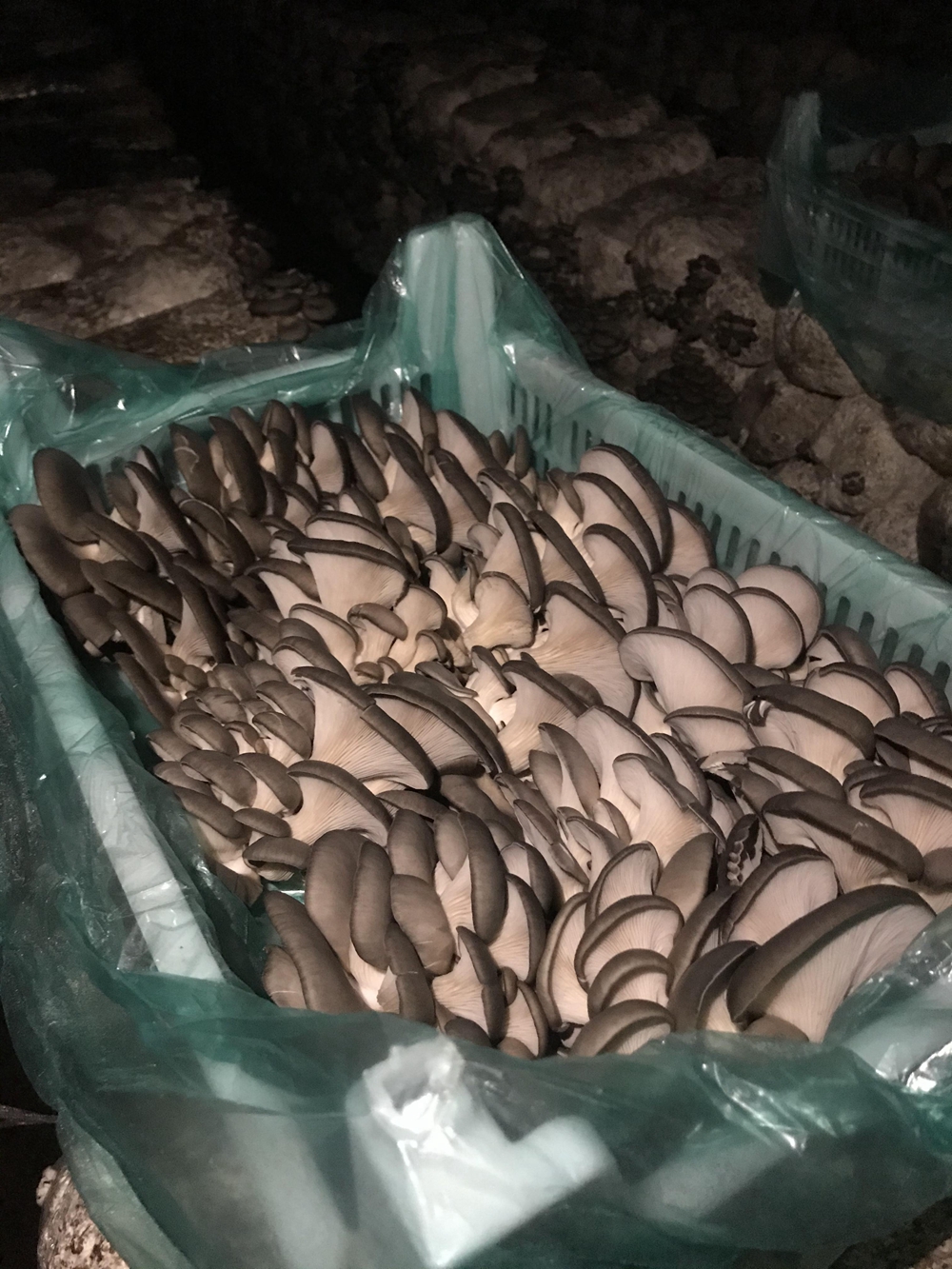 聊城市平菇菌种山东厂家大量菌种供应厂家平菇菌种山东厂家大量菌种供应