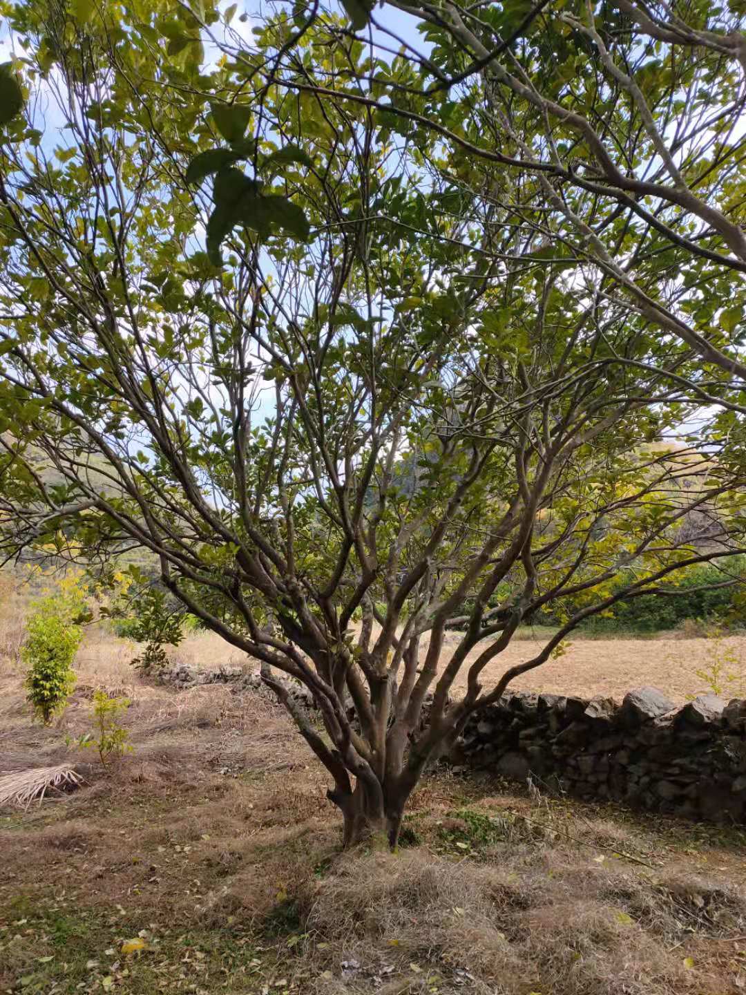 广西桂林兴安柚子树-柚子树优质供应-大量供应柚子树-培养种植基地地销图片
