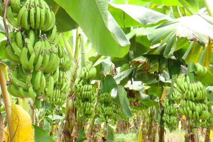 供应广西香蕉苗基地 粉蕉苗产区  玉林西贡蕉苗 芭蕉苗价格图片