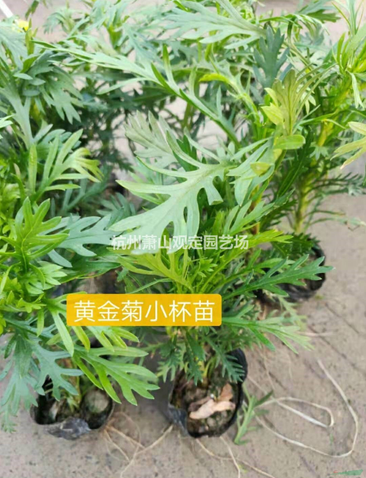 浙江杭州黄金菊小杯苗基地-2020浙江杭州黄金菊小杯苗批发价格-优质供应商