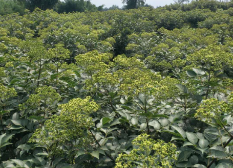 吴茱萸苗报价_批发_供应商_种植基地_哪家好_联系方式