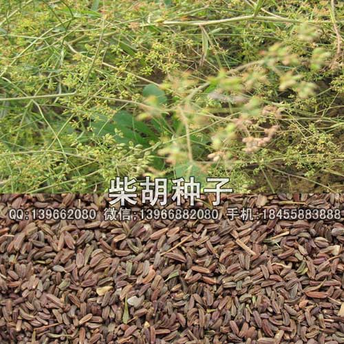 柴胡种子,柴胡籽批发,亳州柴胡种子价格图片