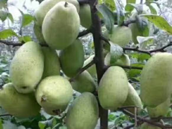 木瓜果种植基地批发价格