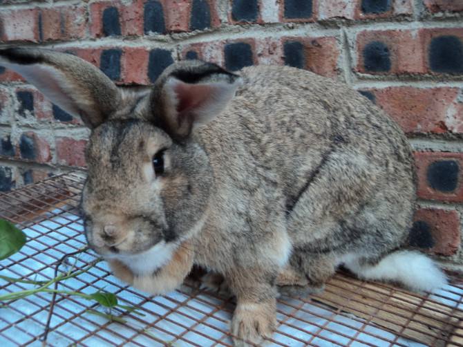 厂家供应比利时兔 新西兰兔 獭兔种兔包教技术
