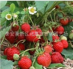 大叶红颜草莓苗价格-供应优质草莓苗图片