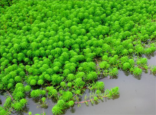 贵州菹草基地，贵州水生植物基地 沉水植物批发，价格