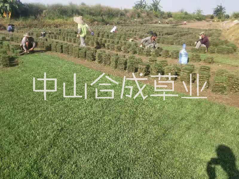 广州美国二号草种植基地直销价格 大量优惠供应
