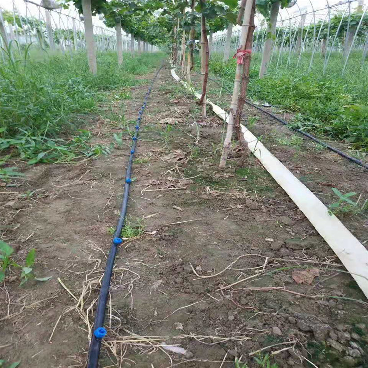 安徽宿州葡萄滴灌设备 葡萄滴水管 大棚葡萄灌溉方式图片