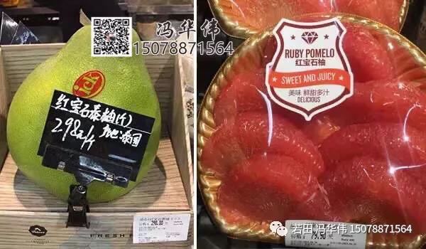 广西泰国红宝石青柚种苗批发价格多少钱