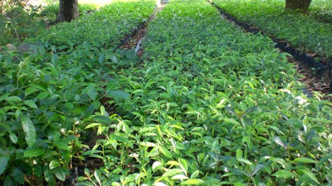 九江市大量出售重阳木小苗-专业种植-基地-报价-批发
