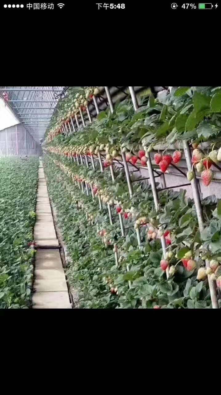 泰安市云南草莓苗基地厂家