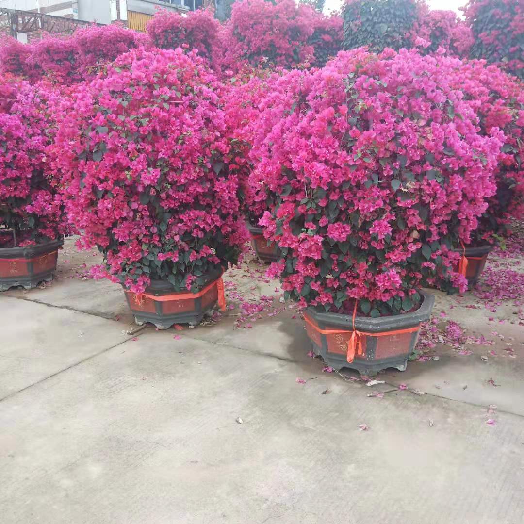 紫色三角梅树批发价格、漳州紫色三角梅种植图片