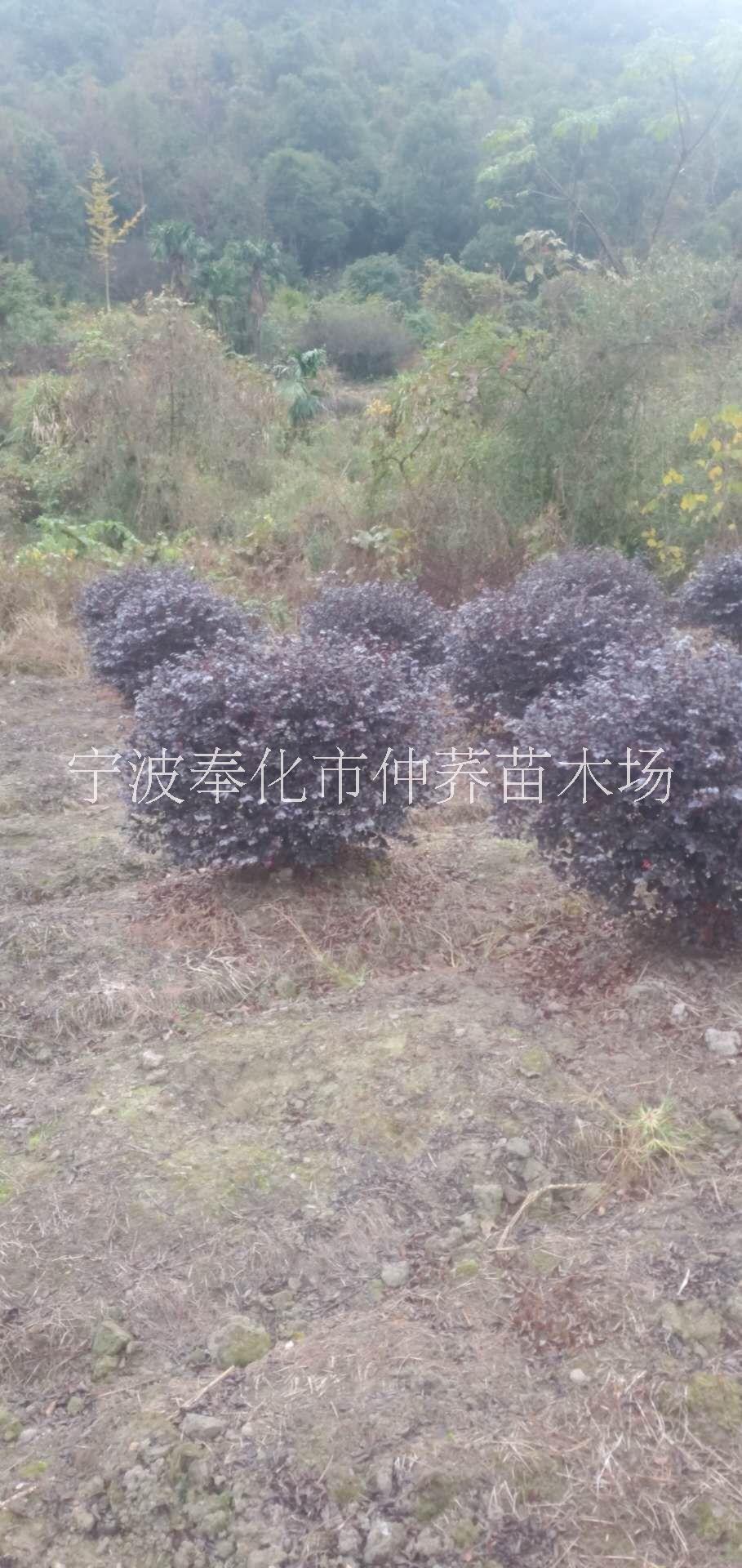 宁波红花继木球种植基地、价格、报价