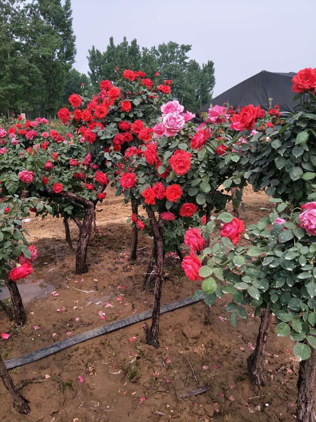 昆明市传奇玫瑰花厂家
