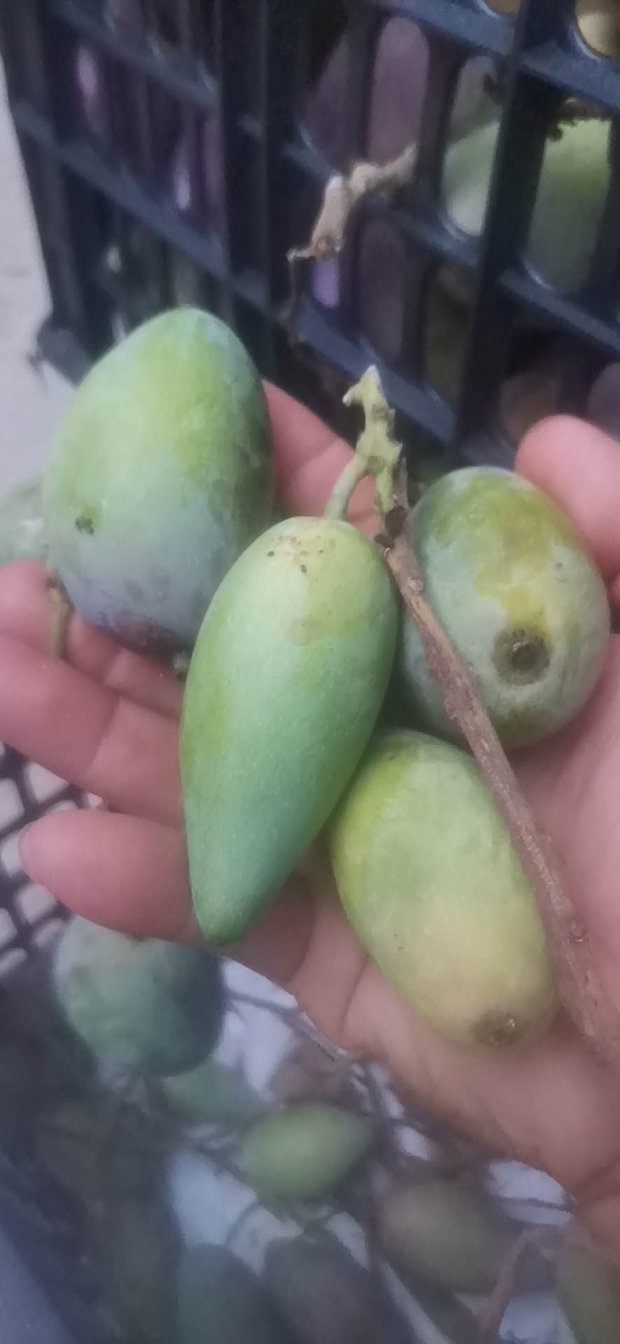 芒果芒果基地直卖批发价、河南大量供应芒果供应商