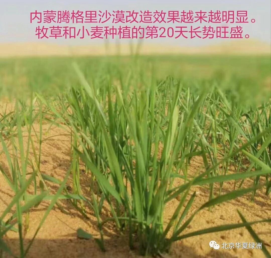 北京市中草药矿物质土壤调理剂公司厂家中草药矿物质土壤调理剂公司-电话-供应商