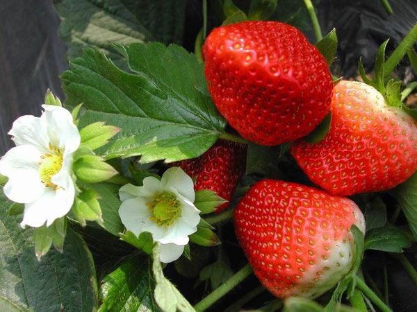 山东泰安草莓苗种植基地-批发多少钱-全国销售【泰安开发区博远园艺场】