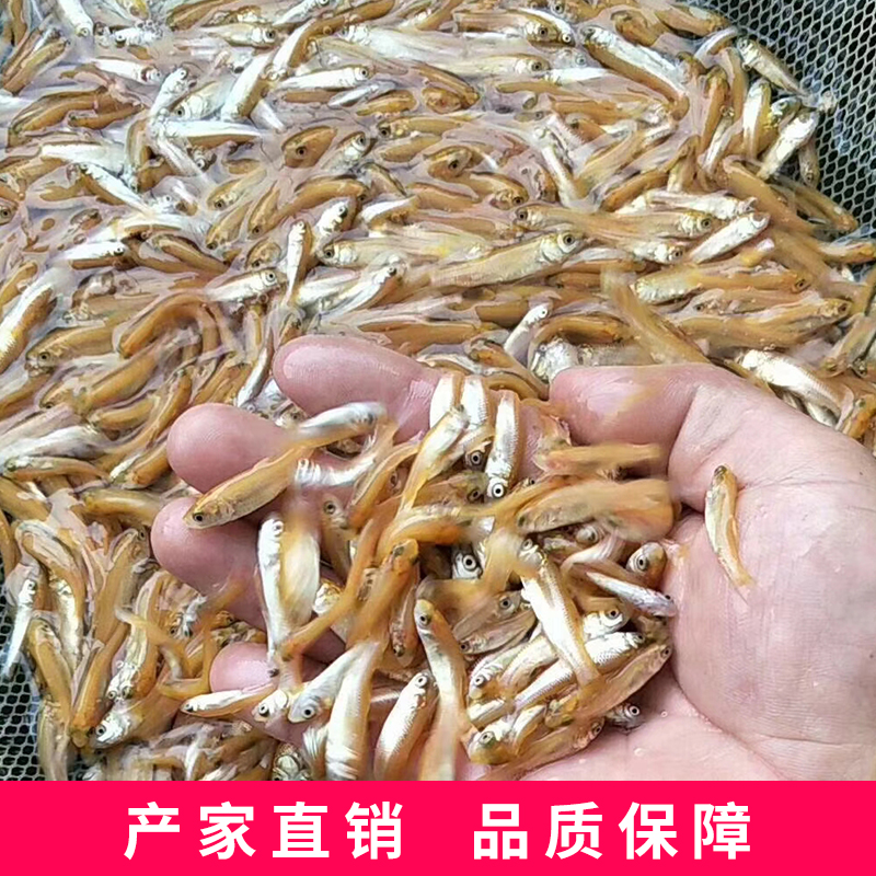广州市金丝草鲩鱼厂家金丝草鲩鱼-批发-价格-哪家好 金丝草鲩鱼批发价