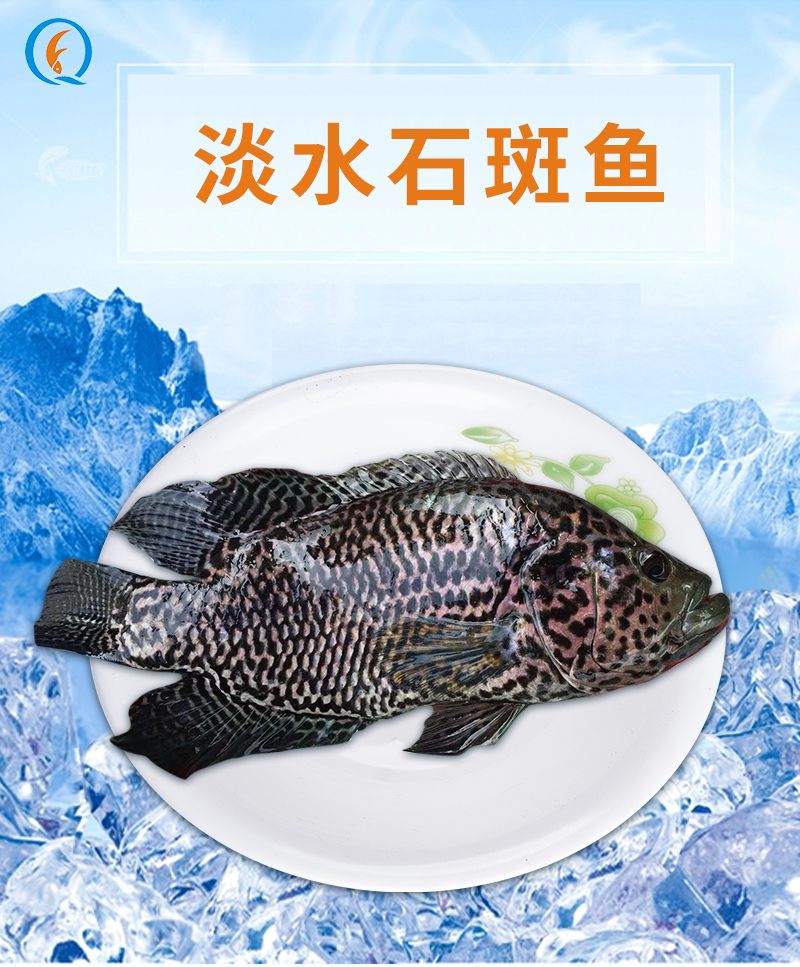 广州市淡水石斑鱼价格厂家淡水石斑鱼价格-哪家好-批发