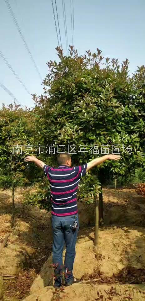 南京4公分红叶石楠树批发
