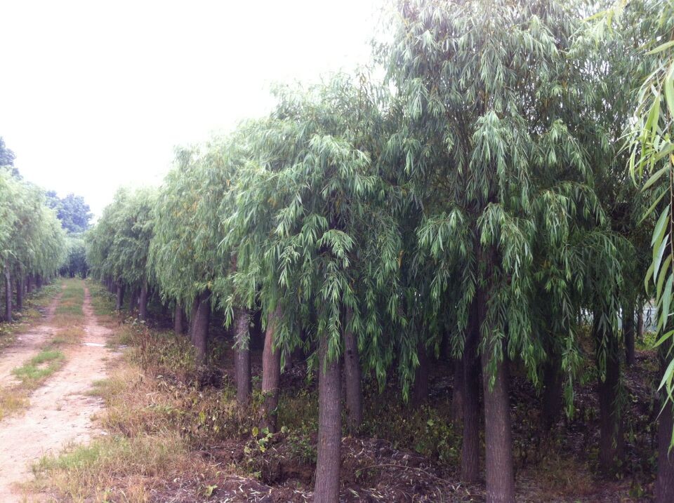 垂柳种植基地 垂柳价格 垂柳树 垂柳米径5-20公分 直销垂柳树苗图片