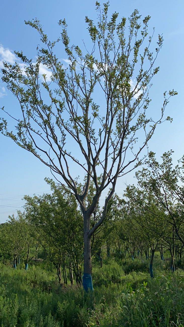 安徽绿化苗木丛生朴树一站式供应 价格量大从优图片