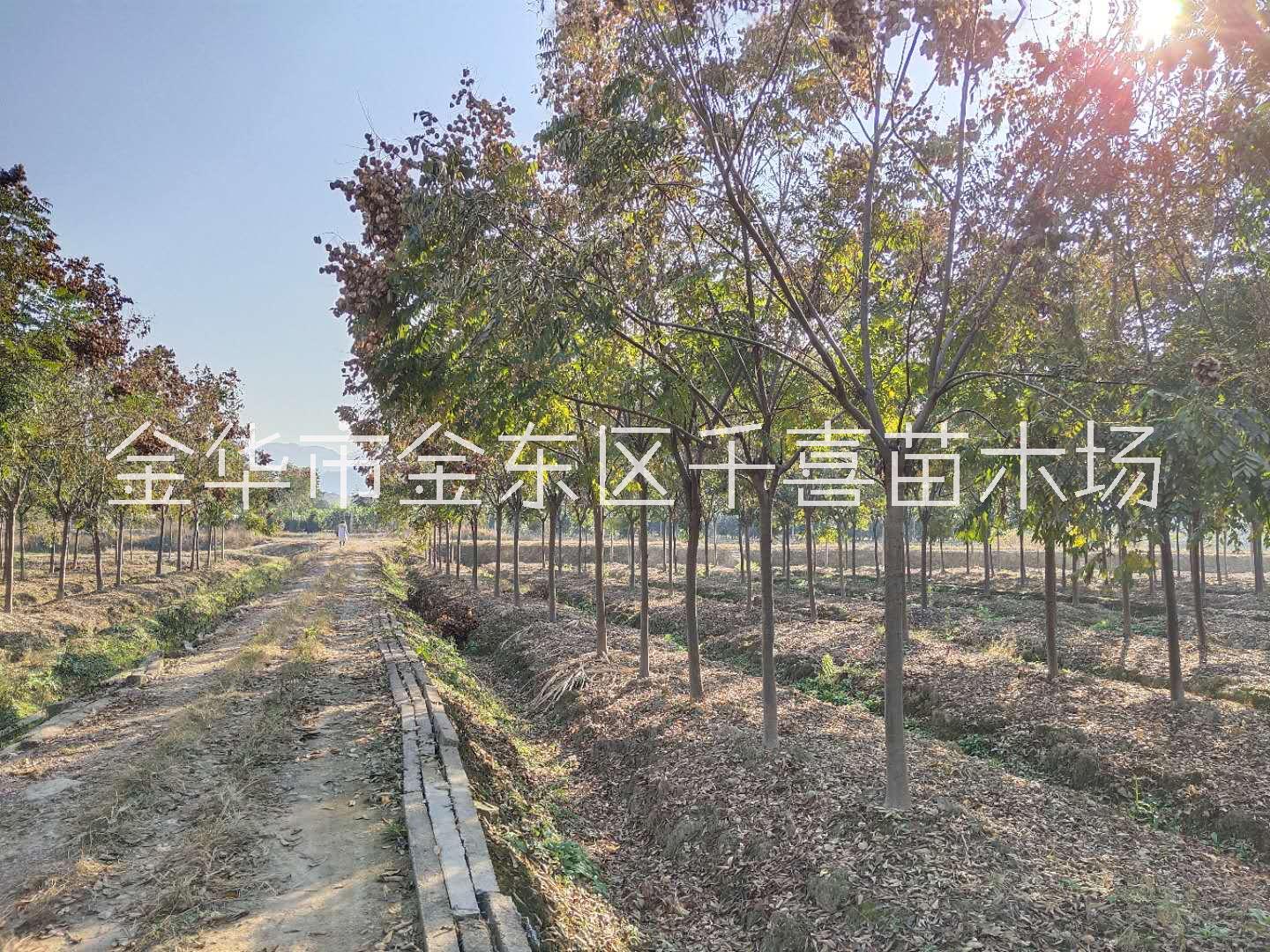 浙江地区供应黄山栾树10公分20公分行道树图片