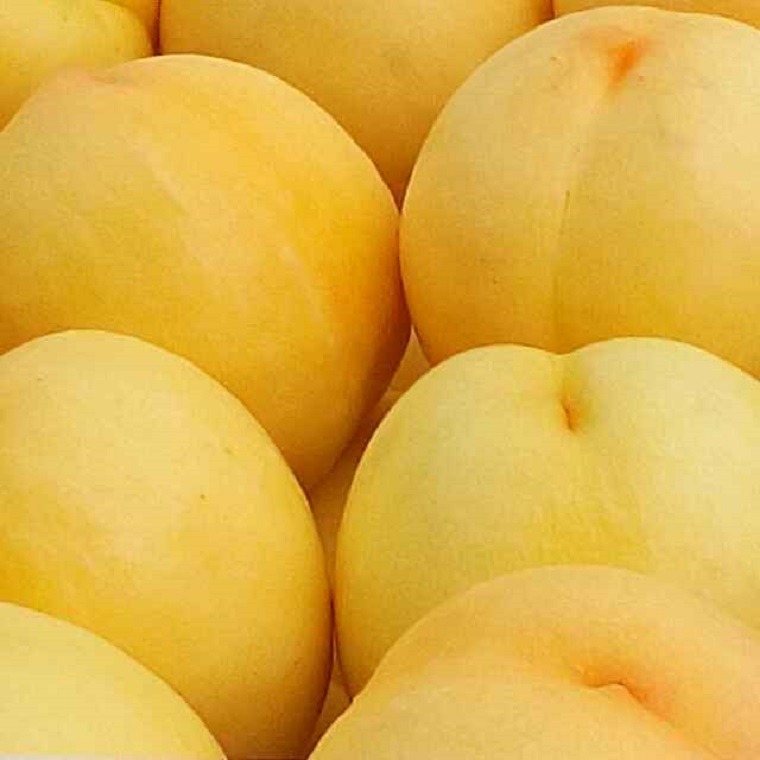 新品种桃树苗大个脆甜黄桃树苗价格图片