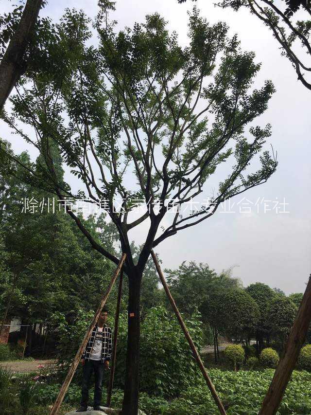 滁州市黄连木树厂家