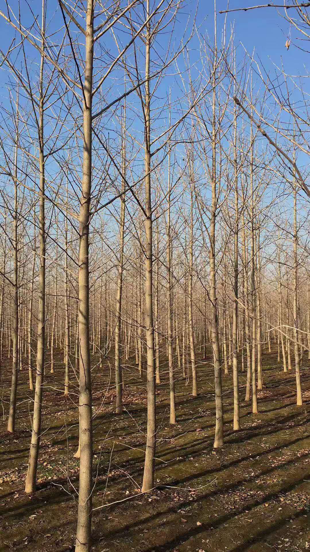 徐州市银杏树种植基地厂家