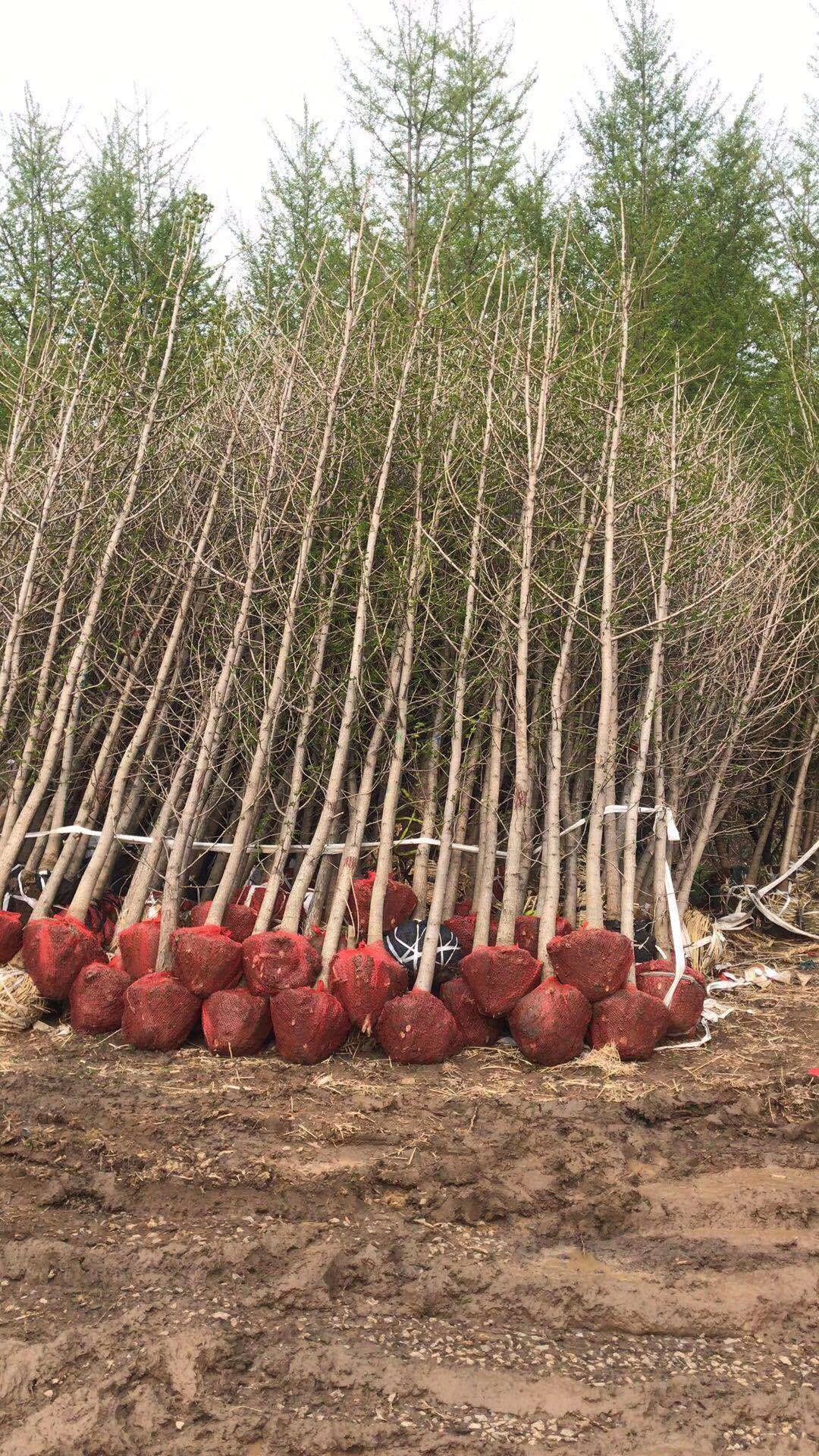河南银杏树种植基地批发产地销售热线图片