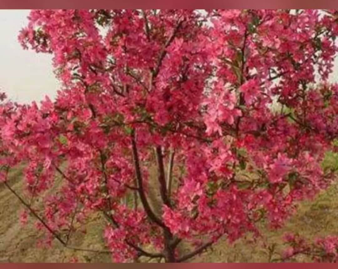 绚丽海棠苗鸡心果苗，冬红果苗，各种海棠盆景图片