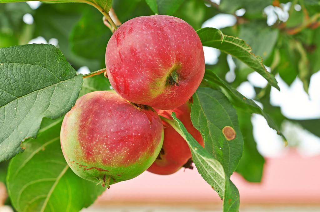 山西苹果树价格 苹果树批量供应 山西苹果树产地报价