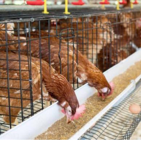 鹤壁青年鸡规模化养殖场鹤壁青年鸡大型养殖场鹤壁青年鸡单批可供十万只