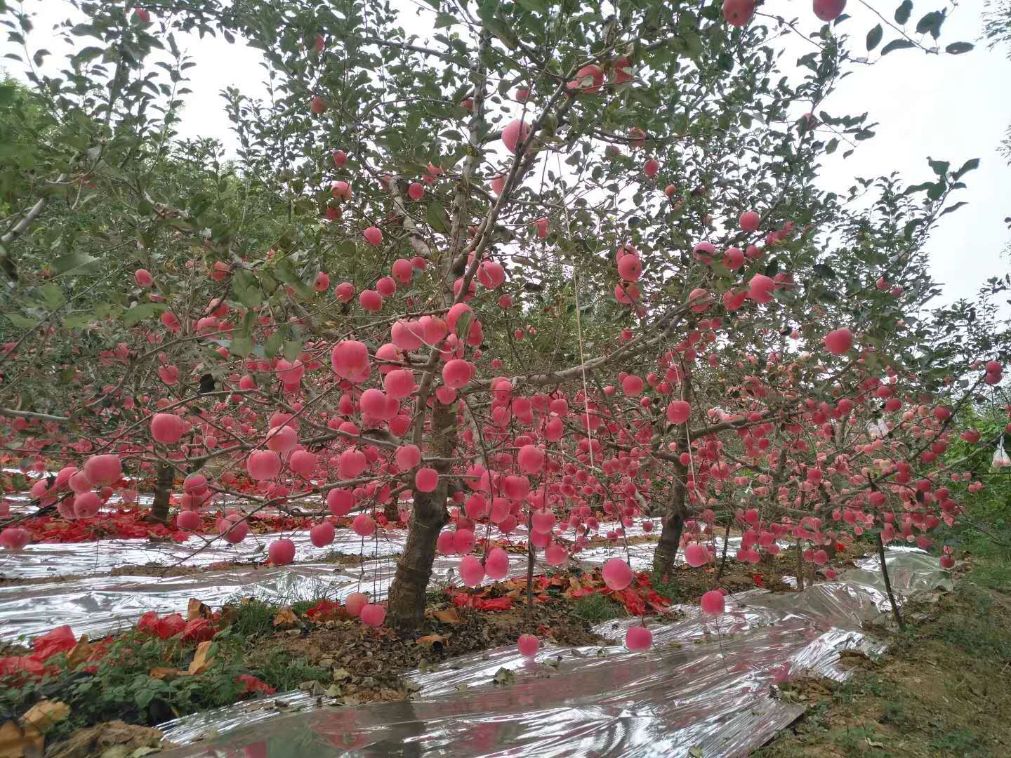 泰安市苹果树苗厂家产地直销巨红嘎啦苹果苗 挂果多个大 苹果树 山东嫁接苹果树苗